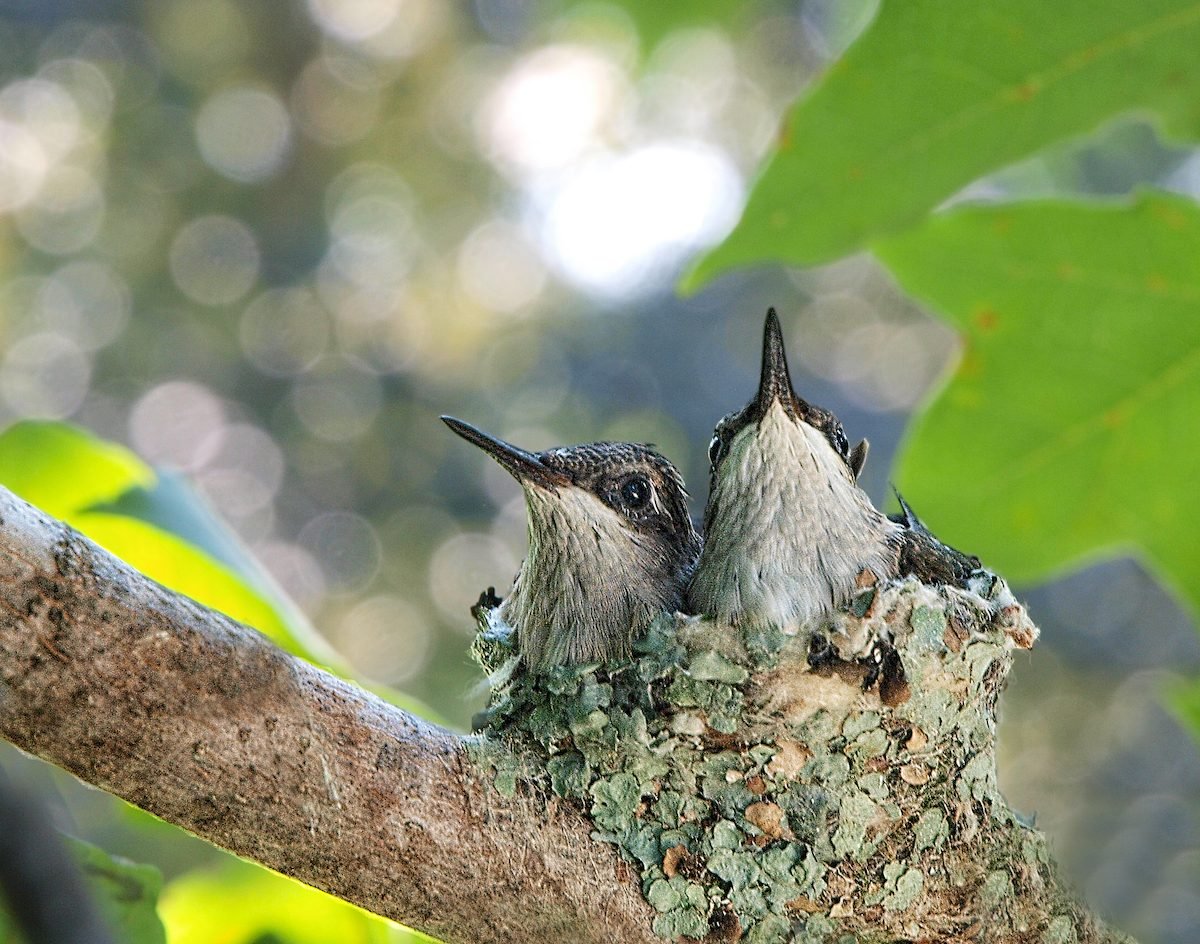 Hummingbird nest, do hummingbirds eat bugs