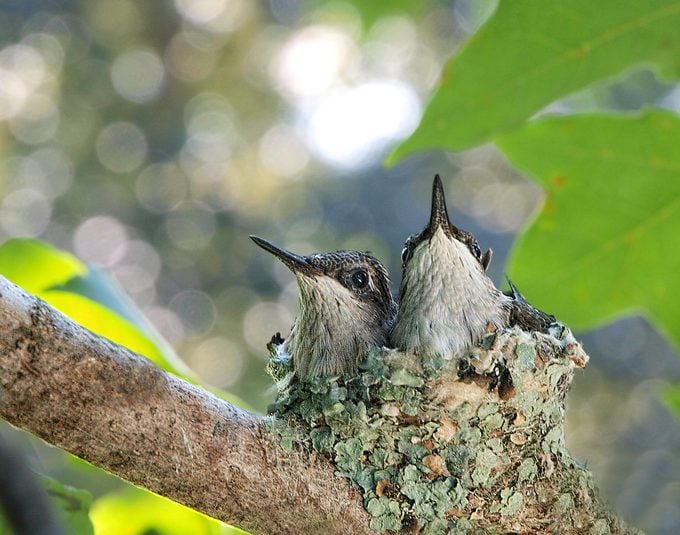 Hummingbird nest, do hummingbirds eat bugs