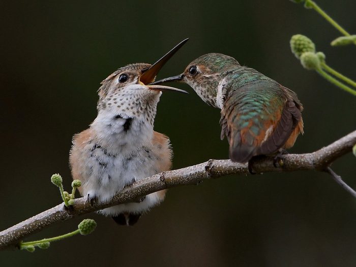 Hummingbird feeding chick