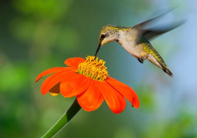 Mexican sunflower and hummingbird