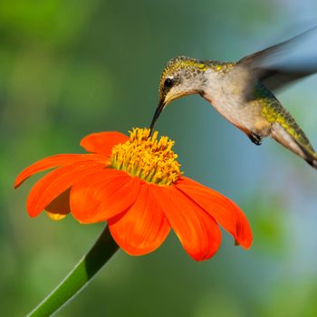 annuals that attract hummingbirds, Mexican sunflower and hummingbird