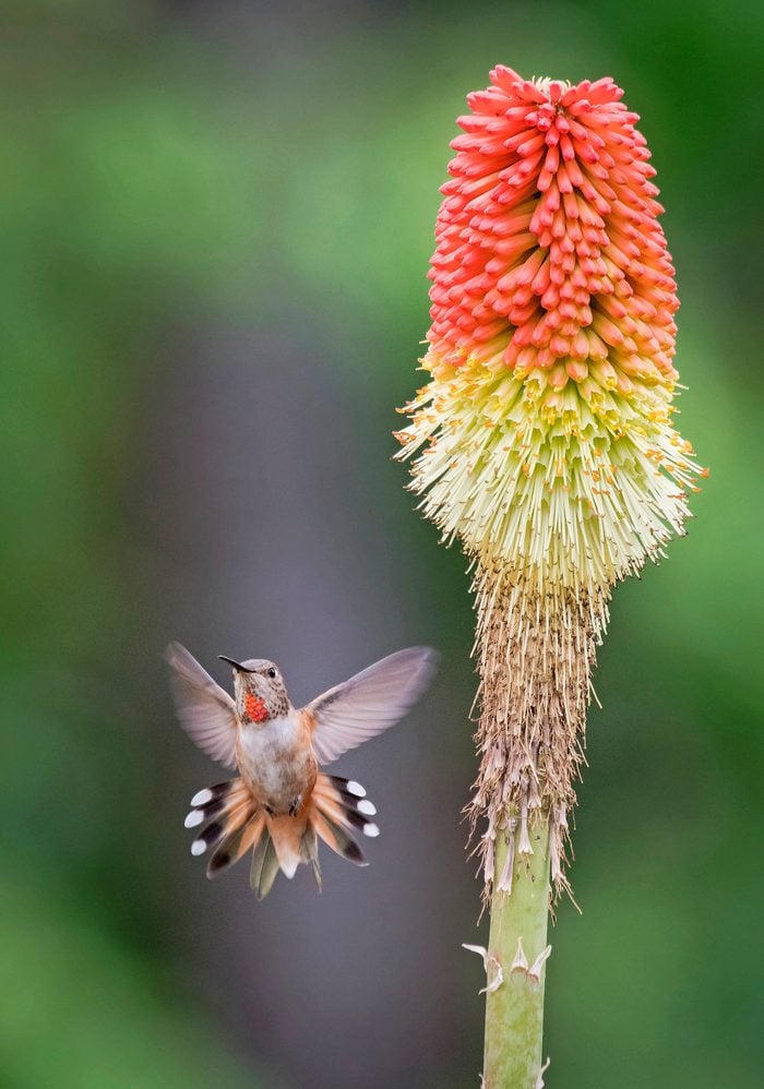 Red hot poker flower with hummingbird