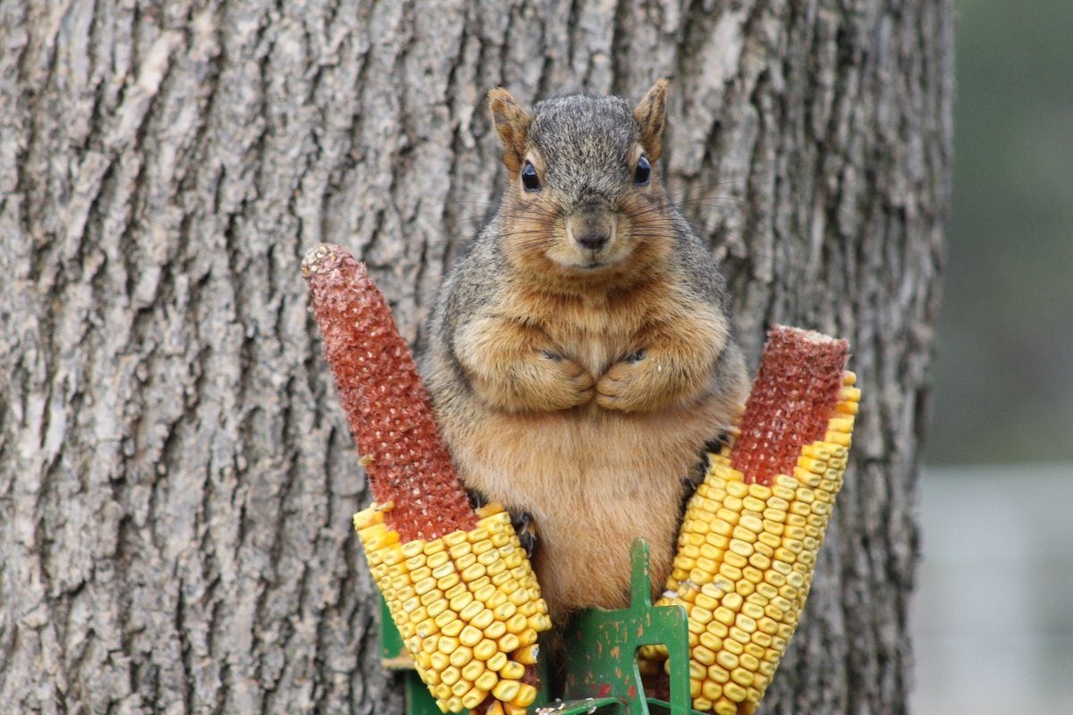 What to Feed Squirrels (and How to Peacefully Co-Exist) - Birds and Blooms