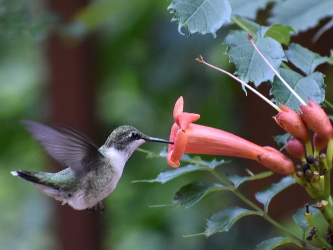 hummingbird behavior