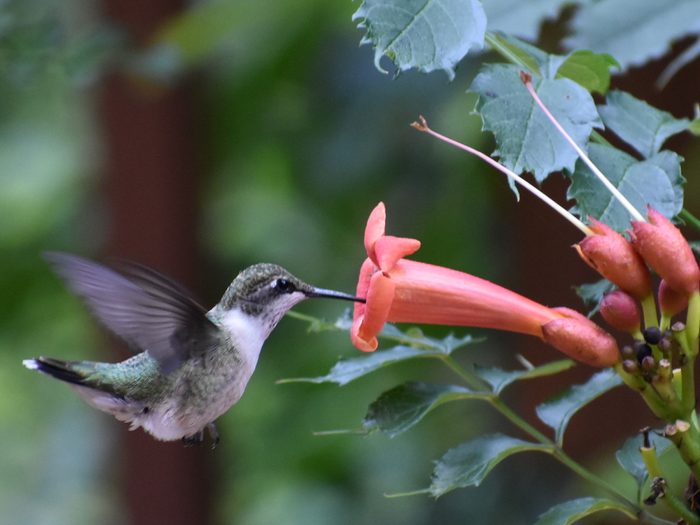 Trumpet vine and hummingbird