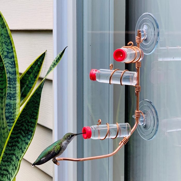 window unique hummingbird feeder