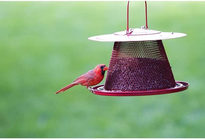 red cardinal feeder