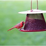 The Best Cardinal Bird Feeders and Birdseed