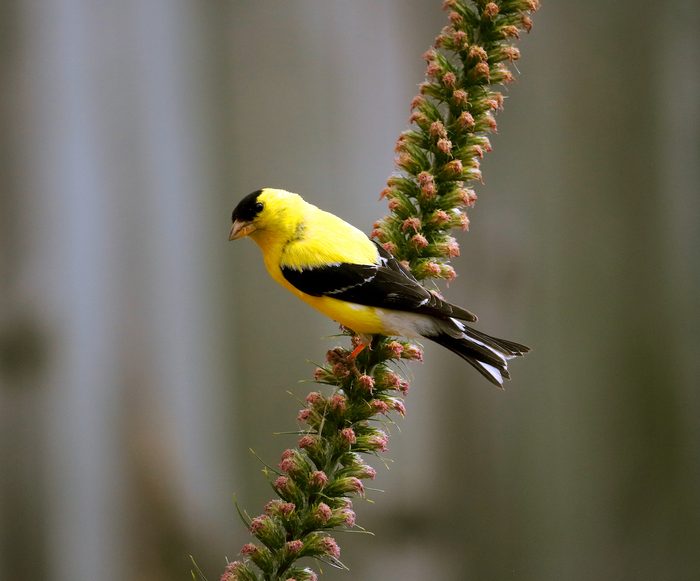 goldfinch on liatris