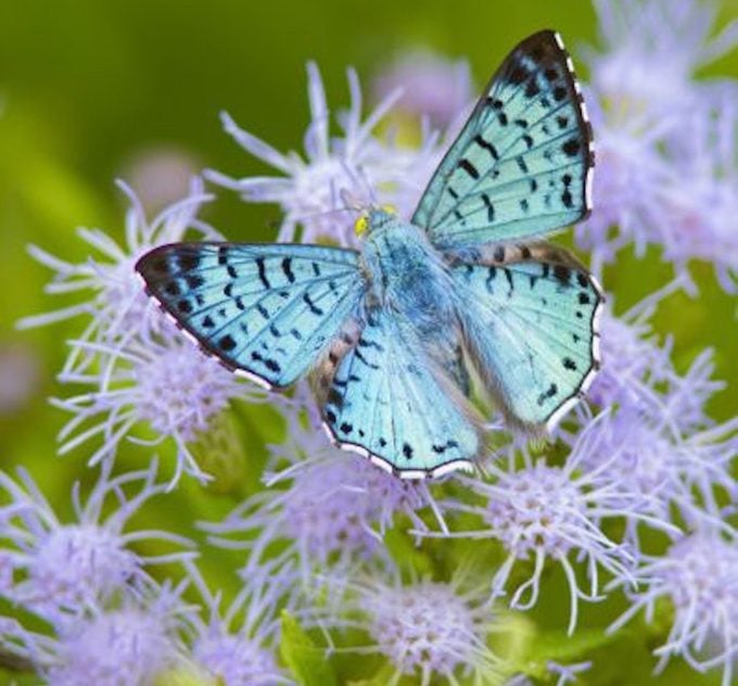 Blue metalmark butterfly nectaring
