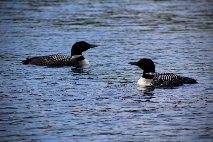 common loons in Minnesota