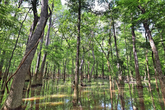 Cypress trees in Congaree National Park, South Carolina