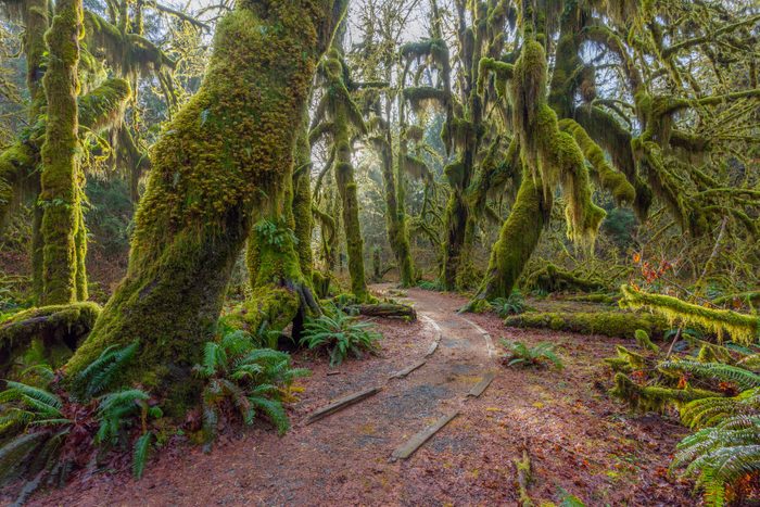 A path in the fairy green forest. The forest along the trail is filled with old temperate trees covered in green and brown mosses.