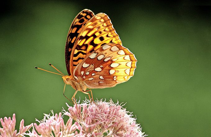 A great spangled fritillary butterfly sits on Joe Pye weed.