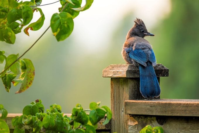 Steller's jay sits on a fence