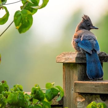 Stellers jay sits on a fence