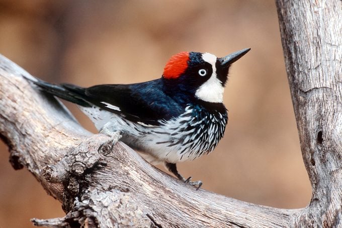 bird beak, acorn woodpecker