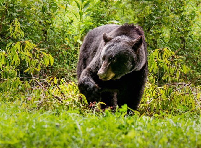 Black bear at Cades Cove