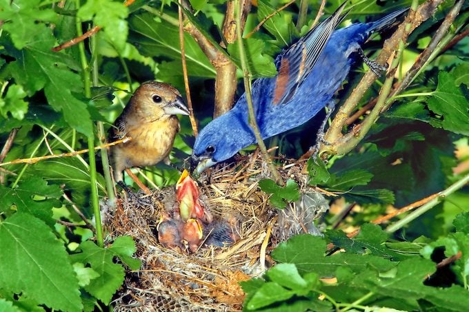 A pair of blue grosbeaks sit near their nest as the male feeds their young.