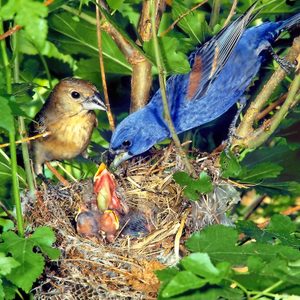 A pair of blue grosbeaks sit near their nest as the male feeds their young.