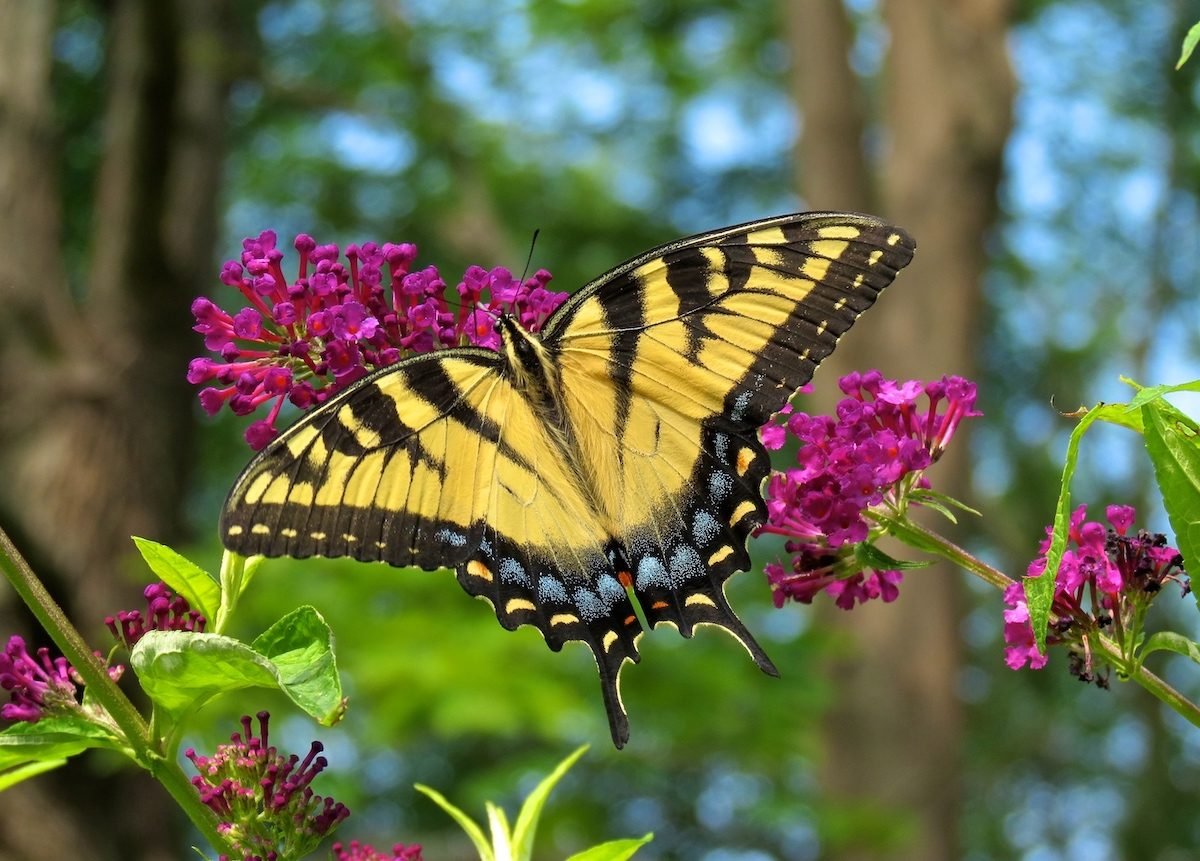 Butterfly Bush Care: When Do Butterfly Bushes Bloom? - Birds and Blooms