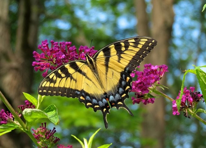 Eastern tiger swallowtail on butterfly bush