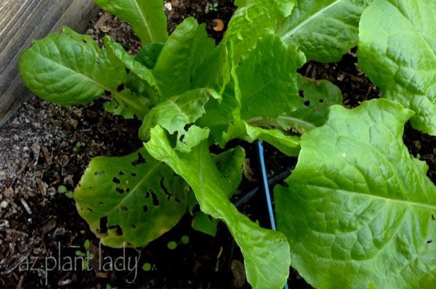 holes in cabbage leaves, cabbage worm damage