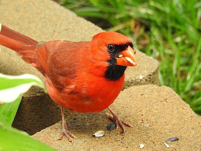 cardinal eating sunflower seed