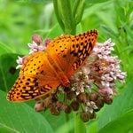 The Pros and Cons of Growing Common Milkweed