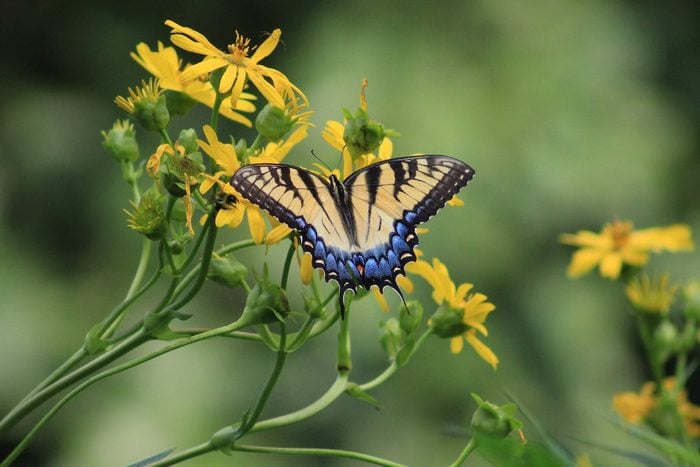 eastern tiger swallowtail on cup plant