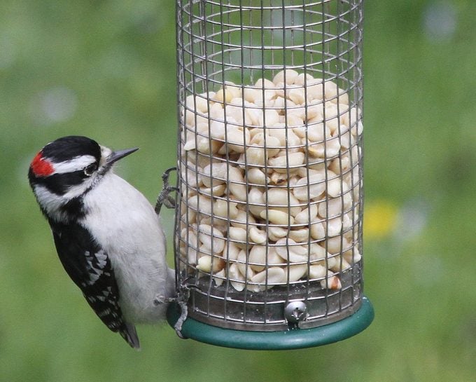 downy woodpecker on peanut feeder