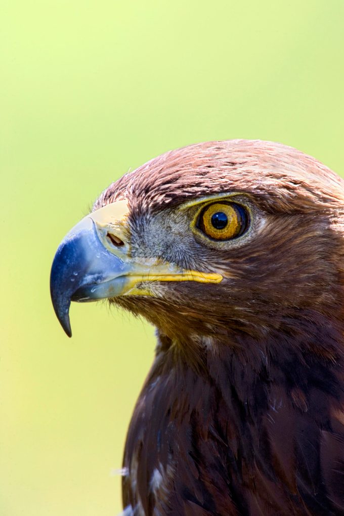 bird beak, A closeup of a golden eagle.
