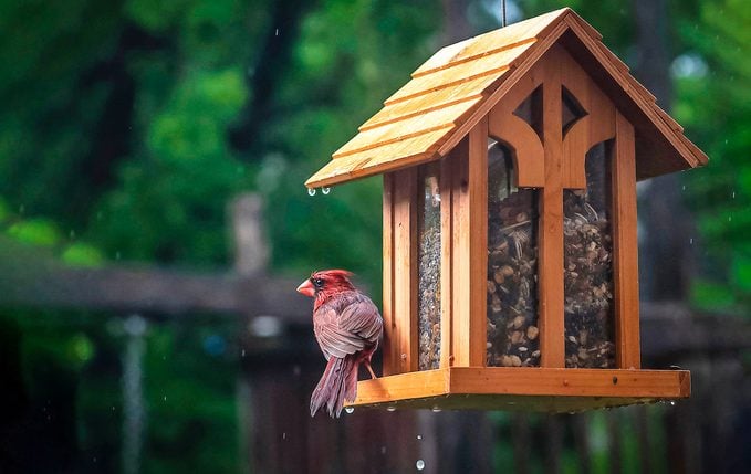 what birds eat sunflower seeds, cardinal at a hopper feeder
