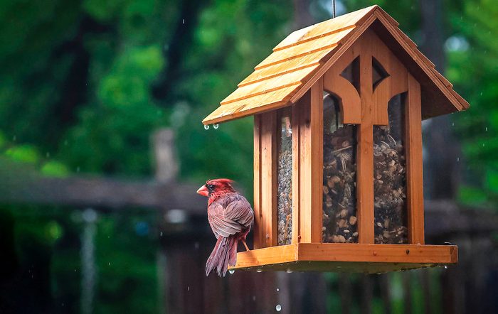 cardinal at a hopper feeder