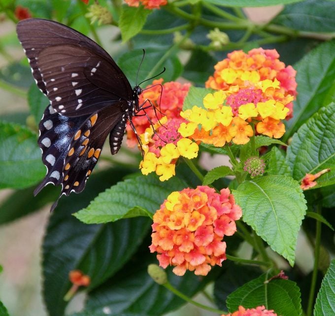 lantana and Eastern black swallowtail butterfly