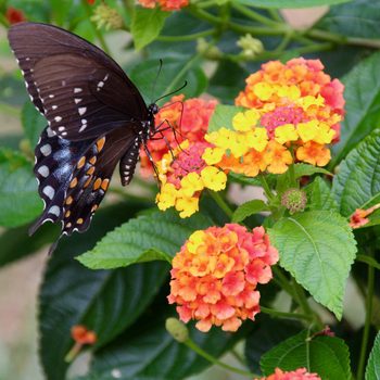 lantana and Eastern black swallowtail butterfly