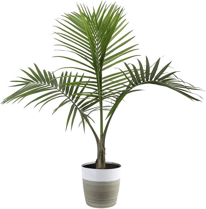 majesty palm tree