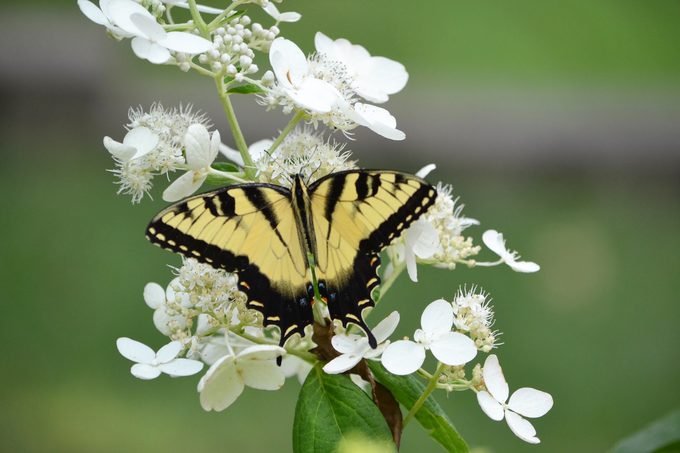 swallowtail butterfly on pinky winky hydrangea