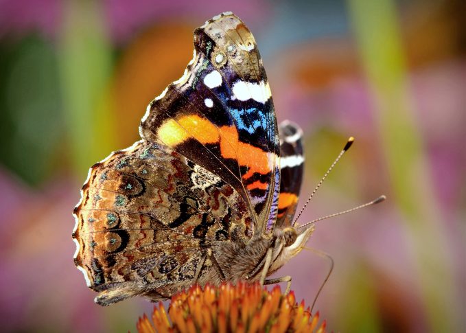 red admiral butterfly sitting on a flower.