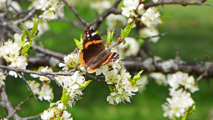 A red admiral butterfly sits on a flowering plum tree branch. 