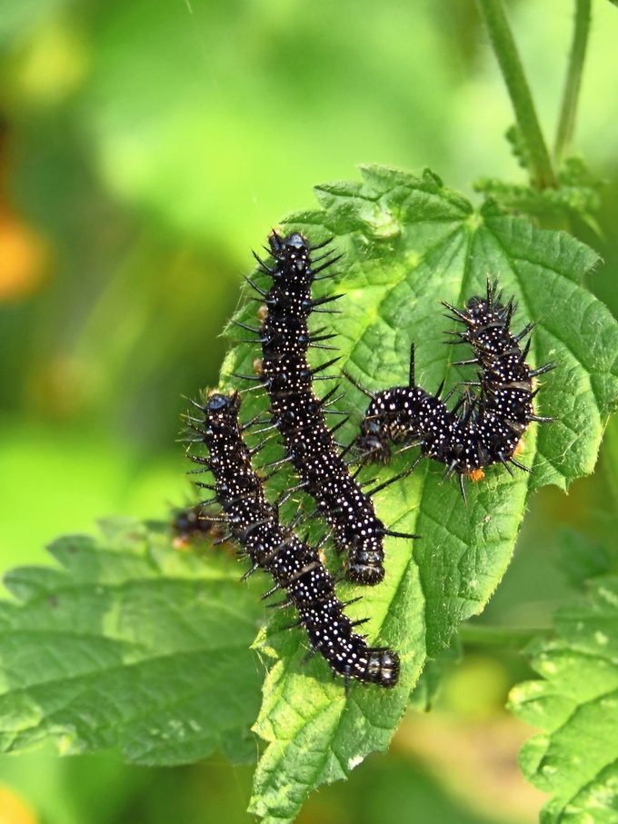 Three red admiral caterpillars sitting on a leaf.