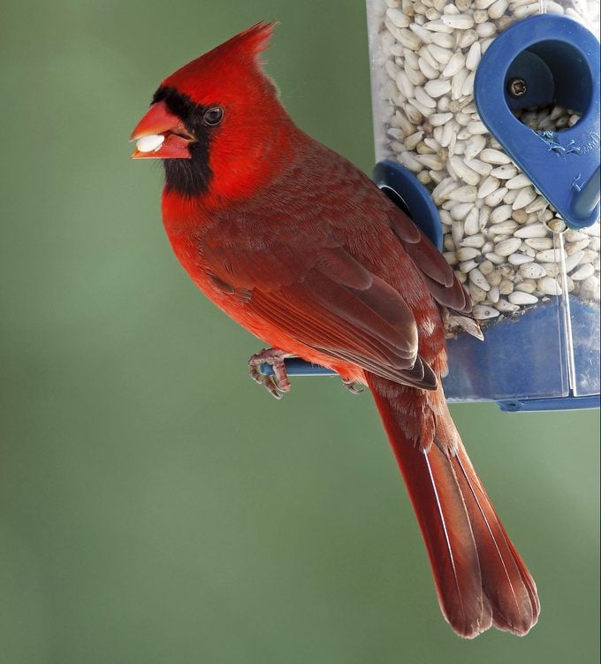 cardinal eating safflower seed