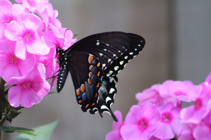 A spicebush swallowtail butterfly lands on a phlox flower.
