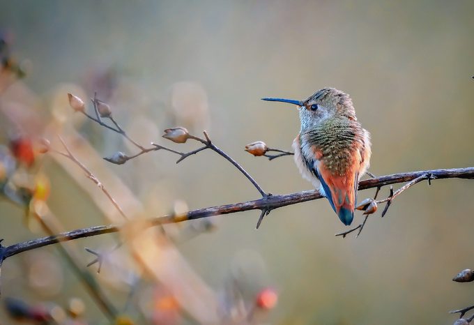 An Allen's hummingbird perches peacefully on a branch.