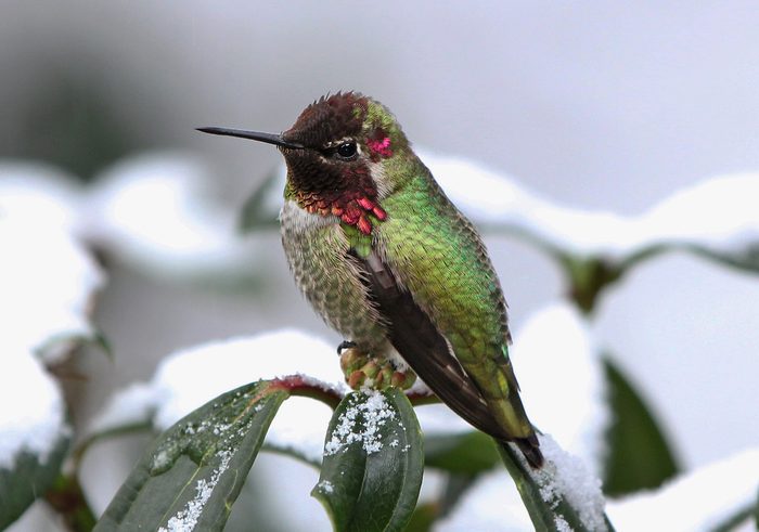 An Anna's hummingbird sitting on a plant covered in snow.