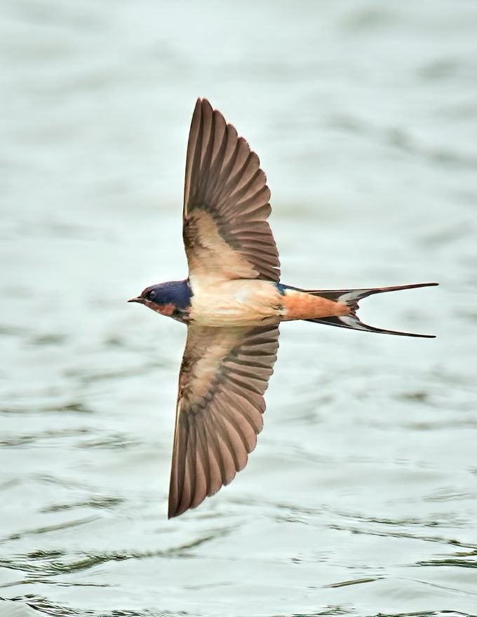 Barn swallow flying over water.
