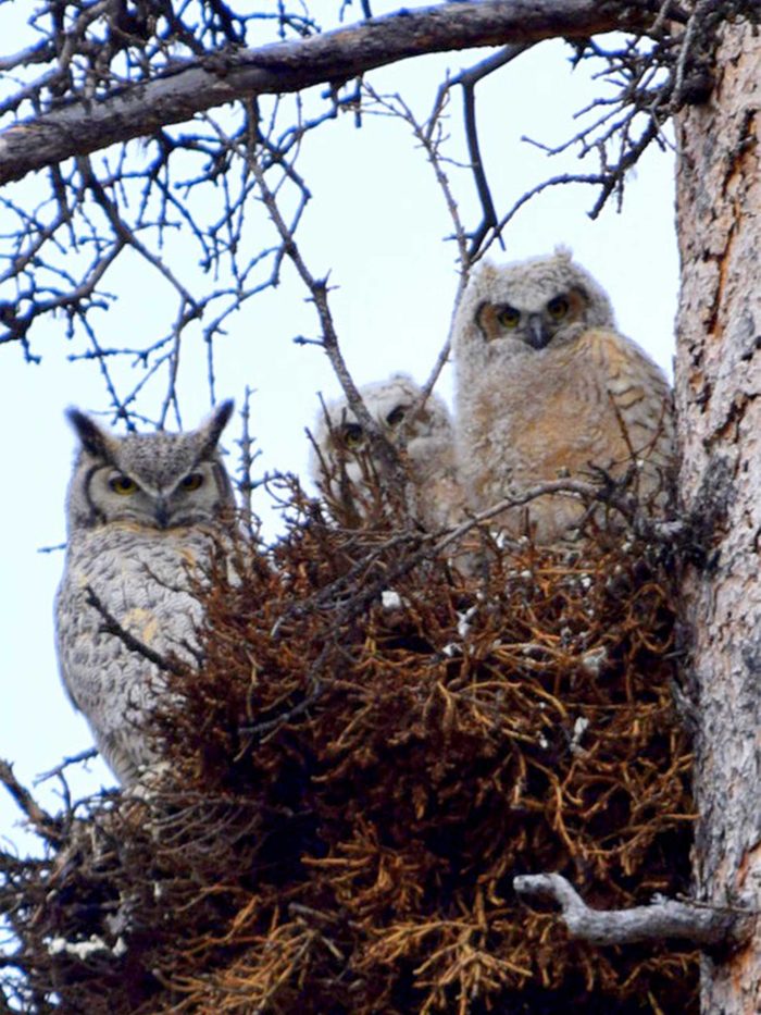 family of Great Horned Owls