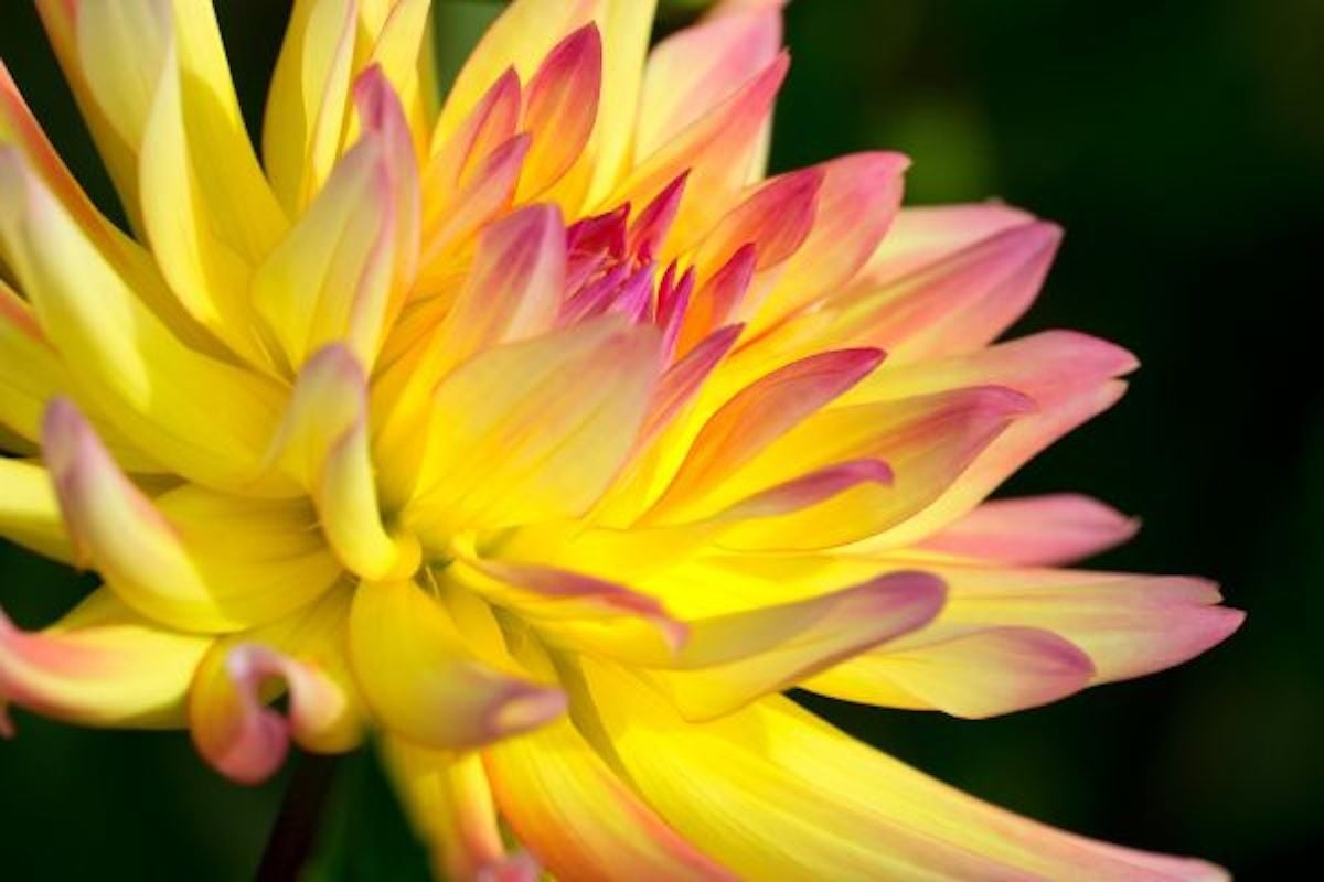 Top 10 Pink and Orange Flowers for Your Garden - Birds and Blooms