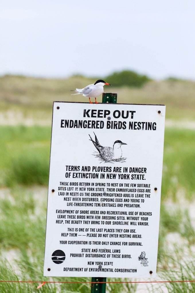 Sign with alert about nesting birds