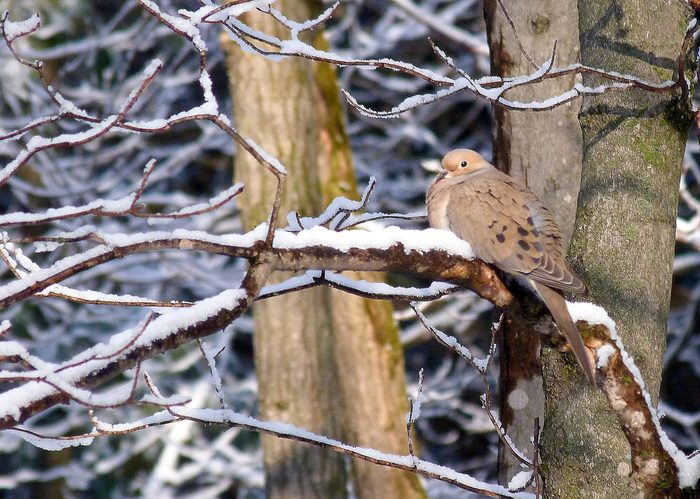 mourning dove pictures in snow